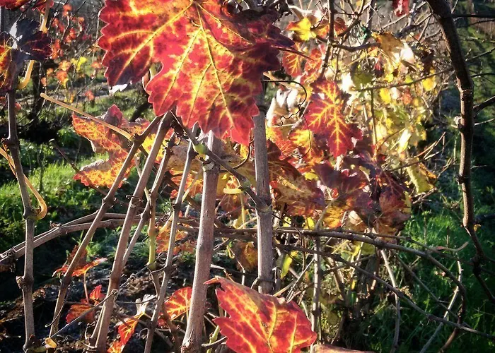 Vakantieboerderij Podere Dell'anselmo